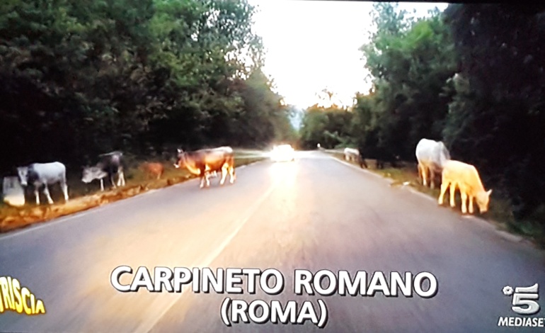 Carpineto Romano, questione bovini arriva anche a Striscia la notizia: Sindaci minacciati