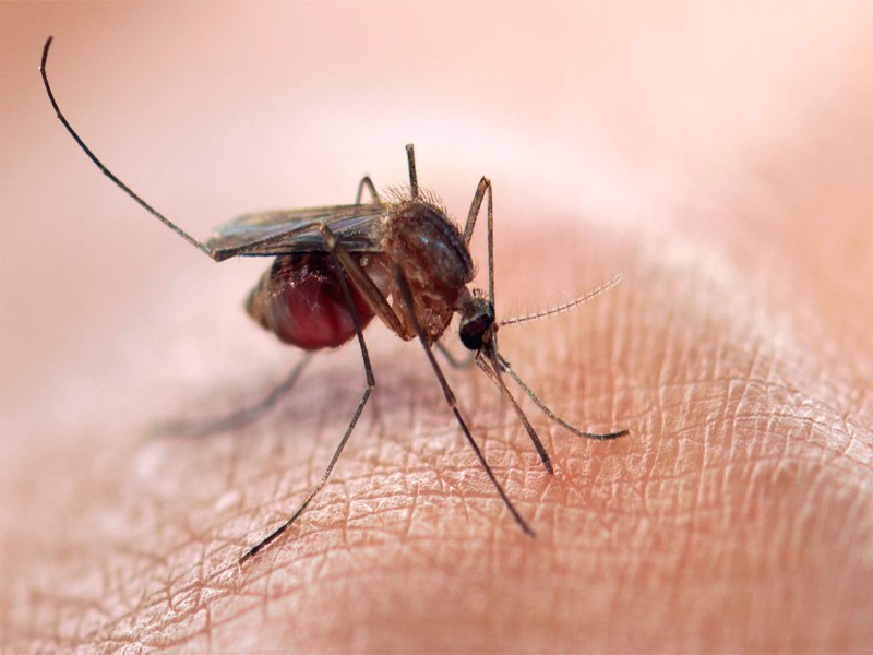 Le zanzare non pungono a caso: lo dimostra un nuovo studio