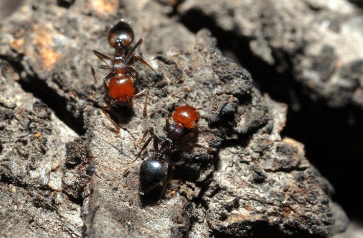 Trovata in Italia la formica di fuoco