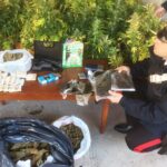 Cassia, carabinieri intervengono dopo l'allarme di furto ma scoprono una piantagione di marijuana