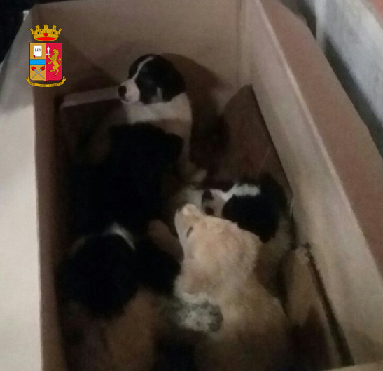Frosinone, 5 cuccioli di cane abbandonati salvati dalla Polizia di Stato