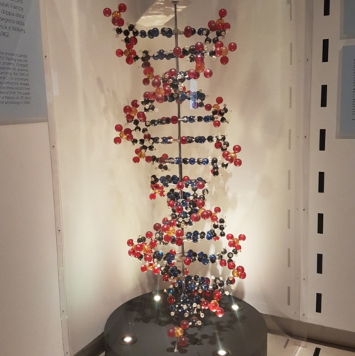 La ricostruzione del DNA a doppia elica in una sezione della mostra