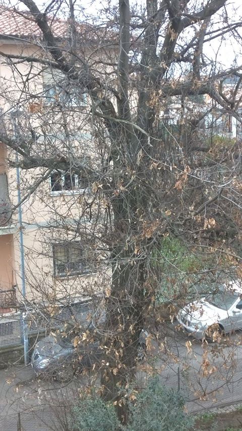 Albano, albero "pericoloso" in via Abetonia segnalato dai cittadini al PC