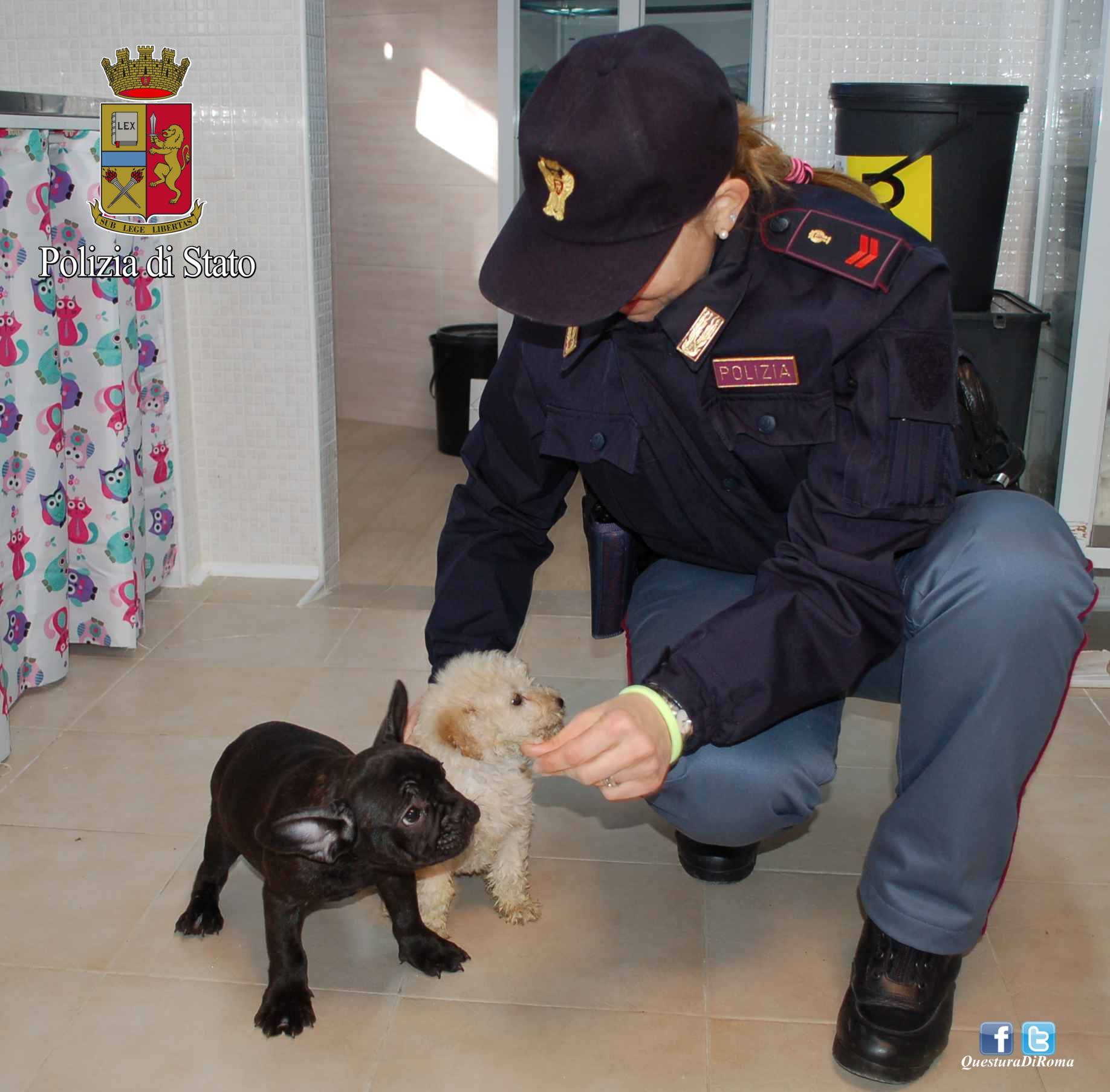 Tivoli, vendeva illegalmente cuccioli di razza su internet: arrestato un 30enne a Castel Madama, che aveva i cani in macchina: denunciato 30enne a Castel Madama