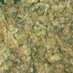 Cassino, scoperta una fabbrica di marijuana: arrestata giovane coppia