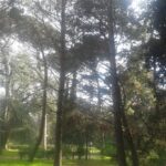 Roma, bonifica amianto a Villa Doria Pamphilj: rimossi 600 kg rifiuti speciali