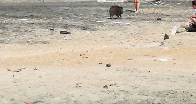 Cinghiale in spiaggia a Nettuno: paura tra i bagnanti