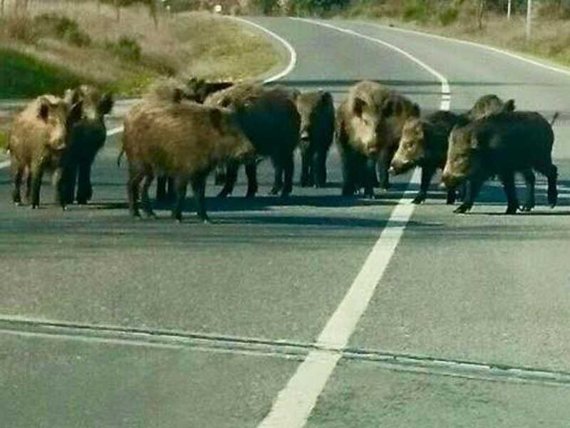 Roma Nord, branco di cinghiali "invade" via Cortina d’Ampezzo e altre zone della Capitale (VIDEO)