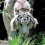 Al Bioparco di Roma arriva Gladio, la trigre del Bengala: domenica insieme alle tigri (FOTO)