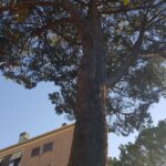 Colleferro, alberi considerati pericolosi in via dei Pioppi (FOTO)