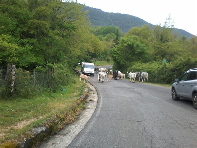 Carpineto Romano, bovini considerati pericolosi nel centro abitato: un toro abbattuto nella notte