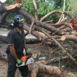 Roma alberi caduti strada boccea laurentina magliana quadraro oggi martedì 5 novembre 2019