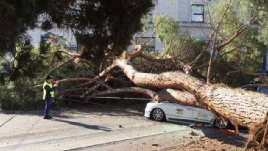 Guidonia, albero cade su un'auto: deceduto un uomo di 45 anni