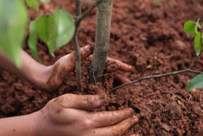 Verde, torna la forestazione partecipata: primi 100 alberi piantati a Torrevecchia