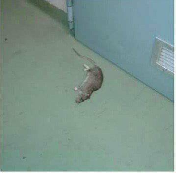 Roma, trovati topi morti nella mensa dell'ospedale San Camillo