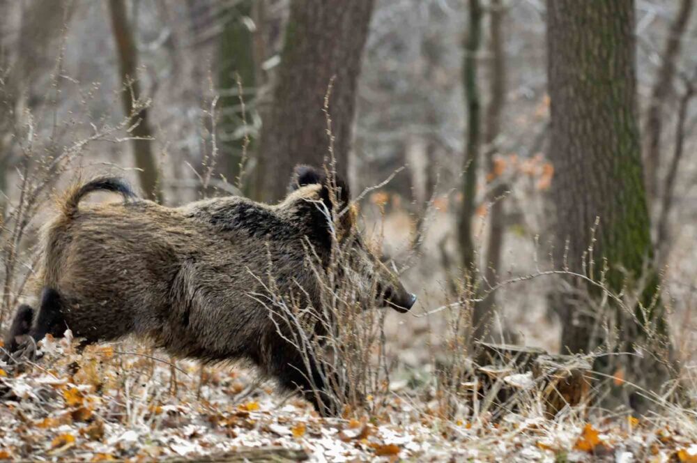 incidente via palianese oggi cinghiale colleferro paliano