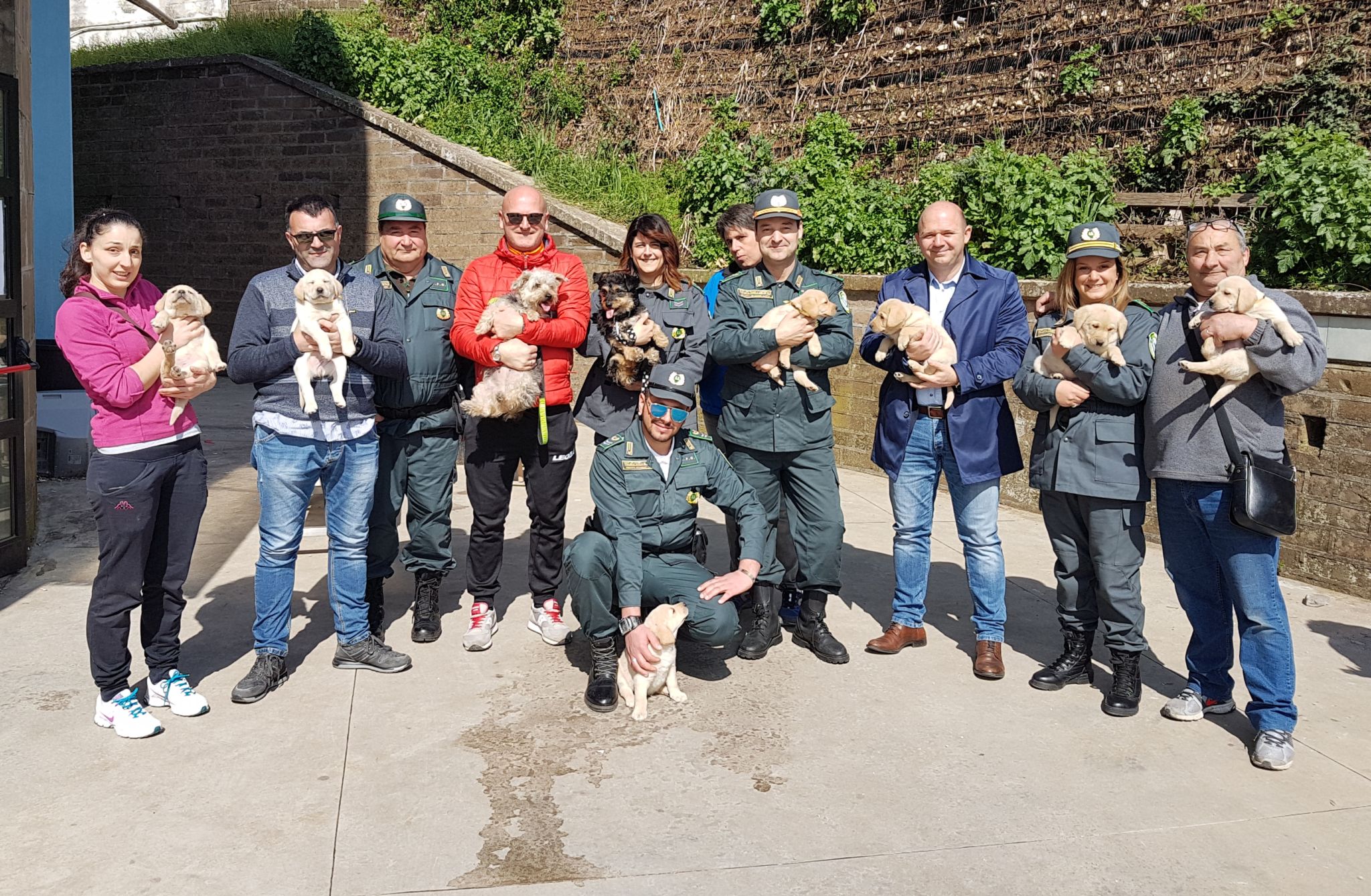 Serrone, installati 54 microchip gratuiti per cani: successo per la campagna antirandagismo