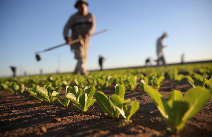 Lazio, tagliati del 40% gli aiuti alle aziende agricole: "Decisione incomprensibile e dannosa"