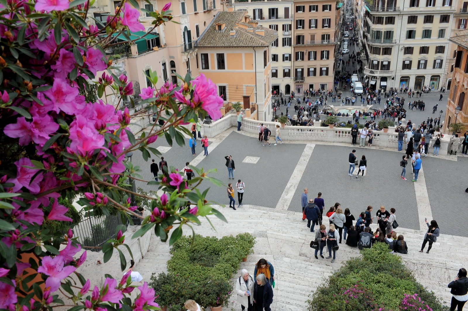 Roma, tornano le azalee a Trinità dei Monti: uno spettacolo condito da 300 esemplari a Piazza di Spagna