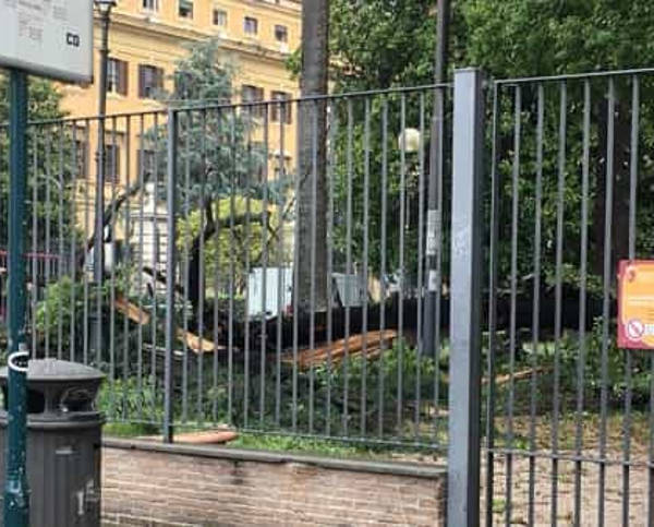 Castro Pretorio, si spezza un albero all'interno di un parco. Traffico e disagi