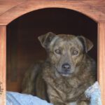 padrone muore cagnolina sola