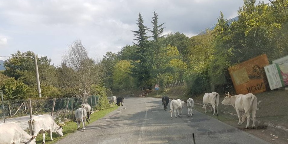 Carpineto, tori grandi e pericolosi nel centro abitato: catturati e abbattuti