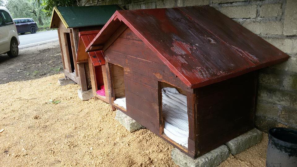 La Denuncia De I Gatti Di Velletri Rubate Le Cucce Per I Cani Randagi