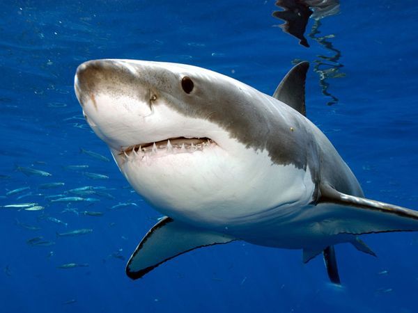 Squalo mako pinna corta, il più veloce degli squali, filmato nel Mare Ionio da un pescatore. "Non sapevo che pesce fosse, ma questo mi ha sorpreso!"