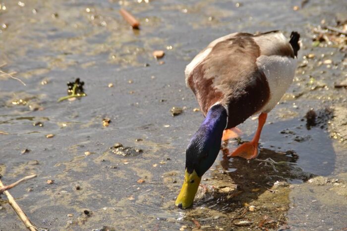 Lago Albano, vietato somministrare alimenti alle anatre selvatiche