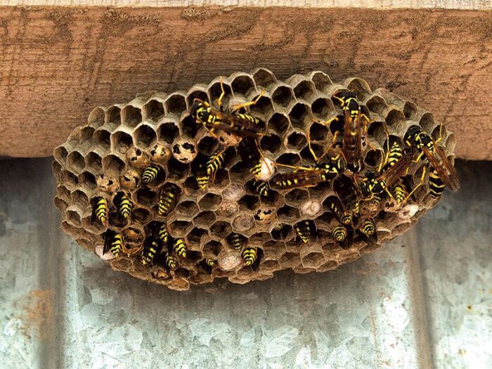 Colleferro, nido di vespe in macchina: rimosso dai vigili del fuoco a via Berni