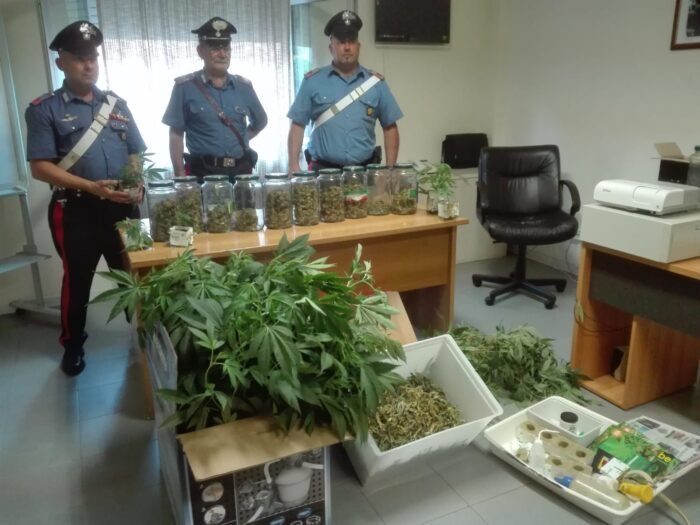 San Donato Val di Comino, 47enne coltiva nell'orto 675 piante di marijuana: sottoposto ai domiciliari e sequestrate tutte le piante
