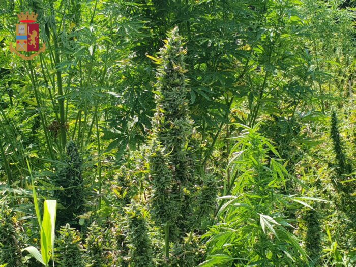 vitinia piante marijuana