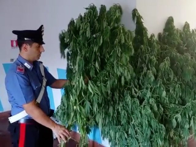 Capena, estesa piantagione di marijuana: arrestati due fratelli coltivatori