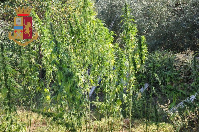 Frosinone, operazione antidroga della Polizia: sequestrate 123 piante di marijuana