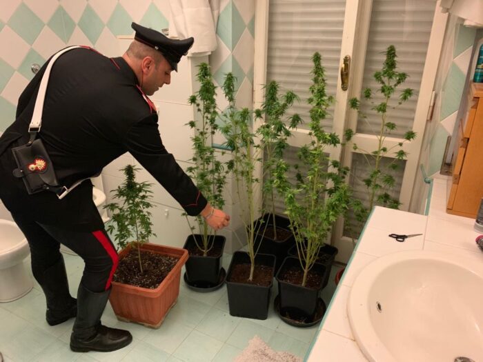 Viale Monfortani, studente trovato in strada con decine di dosi di hashish e in casa aveva una piantagione di marijuana e mezzo Kg di “fumo”