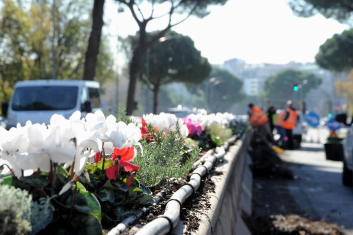 Via Cristoforo Colombo, nuovo impianto di irrigazione e piante decorative nell'aiuola spartitraffico