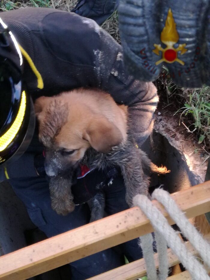 Tuscolana, intervento dei vigili del fuoco salva un cucciolo