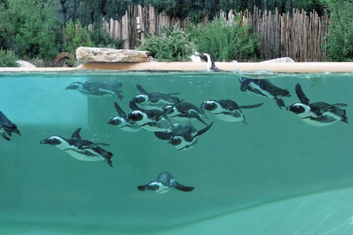Roma, al Bioparco arrivano 9 coppie di pinguini del Capo (FOTO)