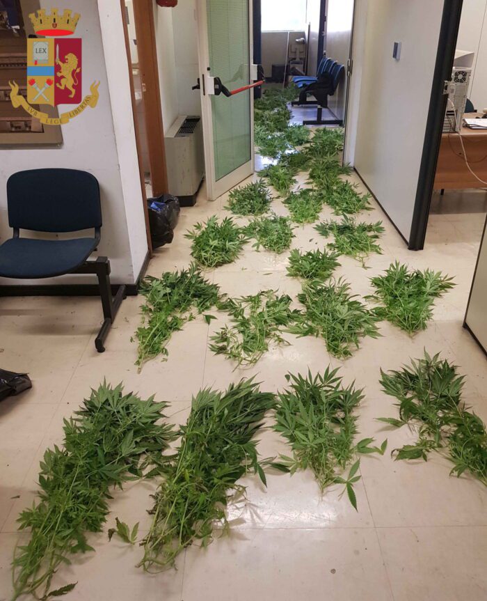 San Basilio, due serre di marijuana nascoste nelle cantine: arrestato pusher 40enne