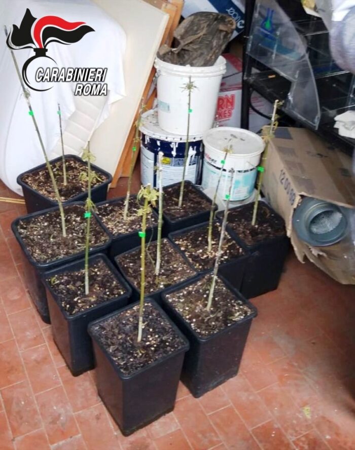 Guidonia, arrestato 34enne: in casa coltivava 61 piante di cannabis