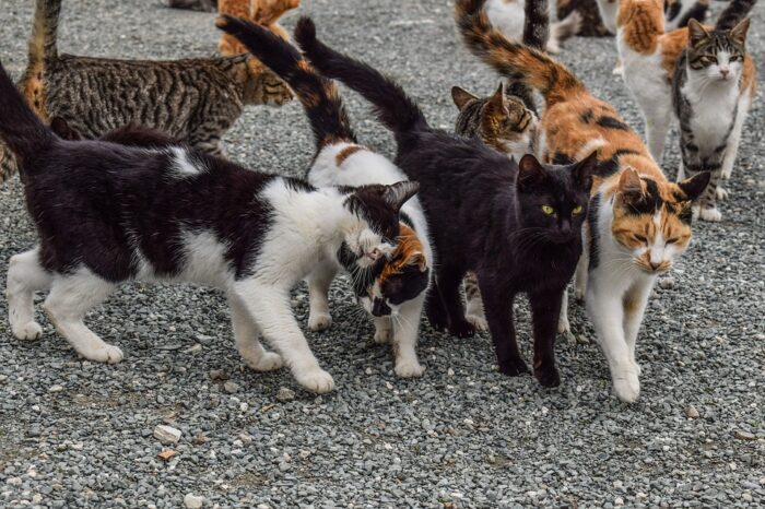 Capra si prende cura dei gattini quando la mamma non c'è - "Li ama come i suoi figli" – Il video