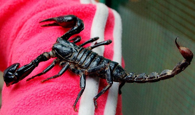 Scoperte due nuove specie di scorpioni