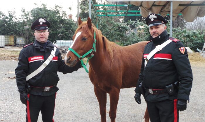 Artena, sorpreso dai carabinieri ladro di cavalli di razza: arrestato