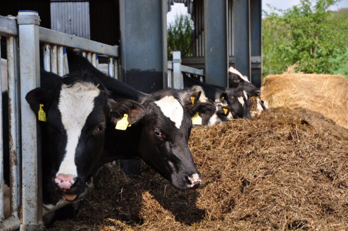 Frosinone, Tubercolosi bovina e Brucellosi: la provincia è indenne da TBC?