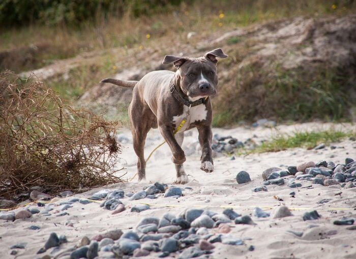 La Cassazione: multa salata a carico di chi tiene il cucciolo in garage. Il cane è parte della famiglia e deve stare in casa