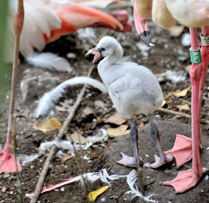 bioparco roma fenicottero rosa