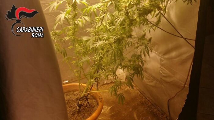 Ceccano, 40enne del luogo trovato a coltivare tre piante di marijuana di un metro
