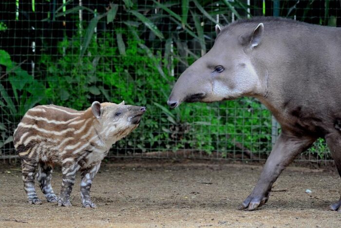 bioparco roma cuccioli tapiro