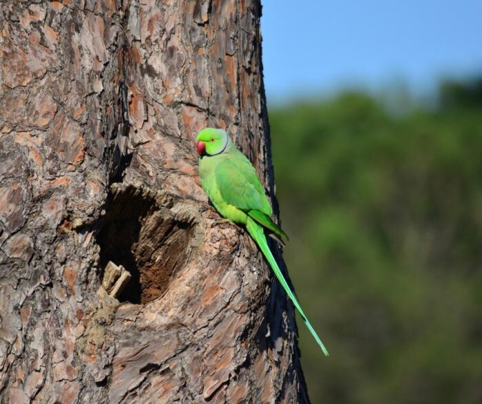 Fondzione Bioparco di Roma: "Invasione delle specie aliene nella Capitale"