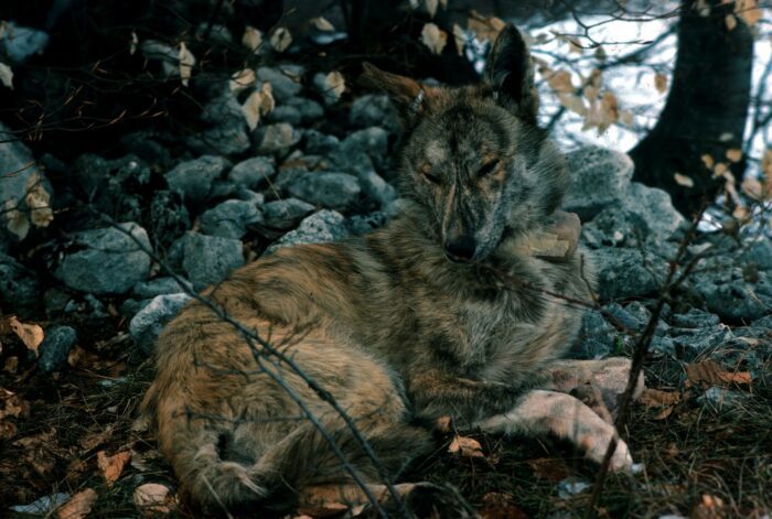 Sempre più cani e meno lupi: una minaccia per la tutela della biodiversità. I risultati di una ricerca de La Sapienza